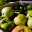 Casino Crops