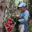 roses-valentines-ecuador-colombia