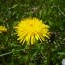 richardson-weeds-jolly_janner