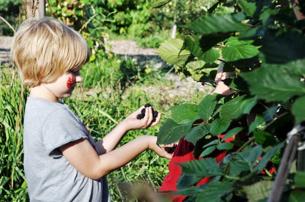 Kid Picking Blackberries